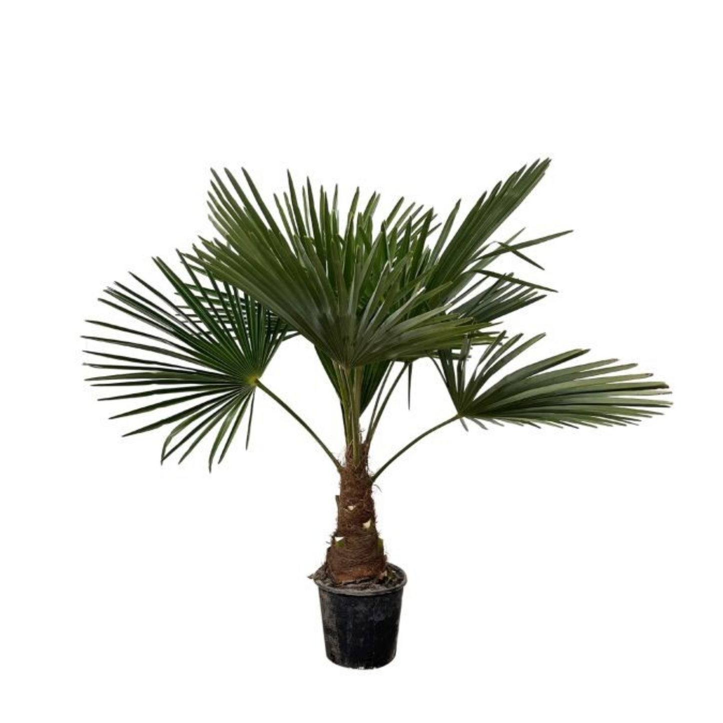 Trachycarpus Fortunei - "Chinesische Hanfpalme" - ⭥140cm