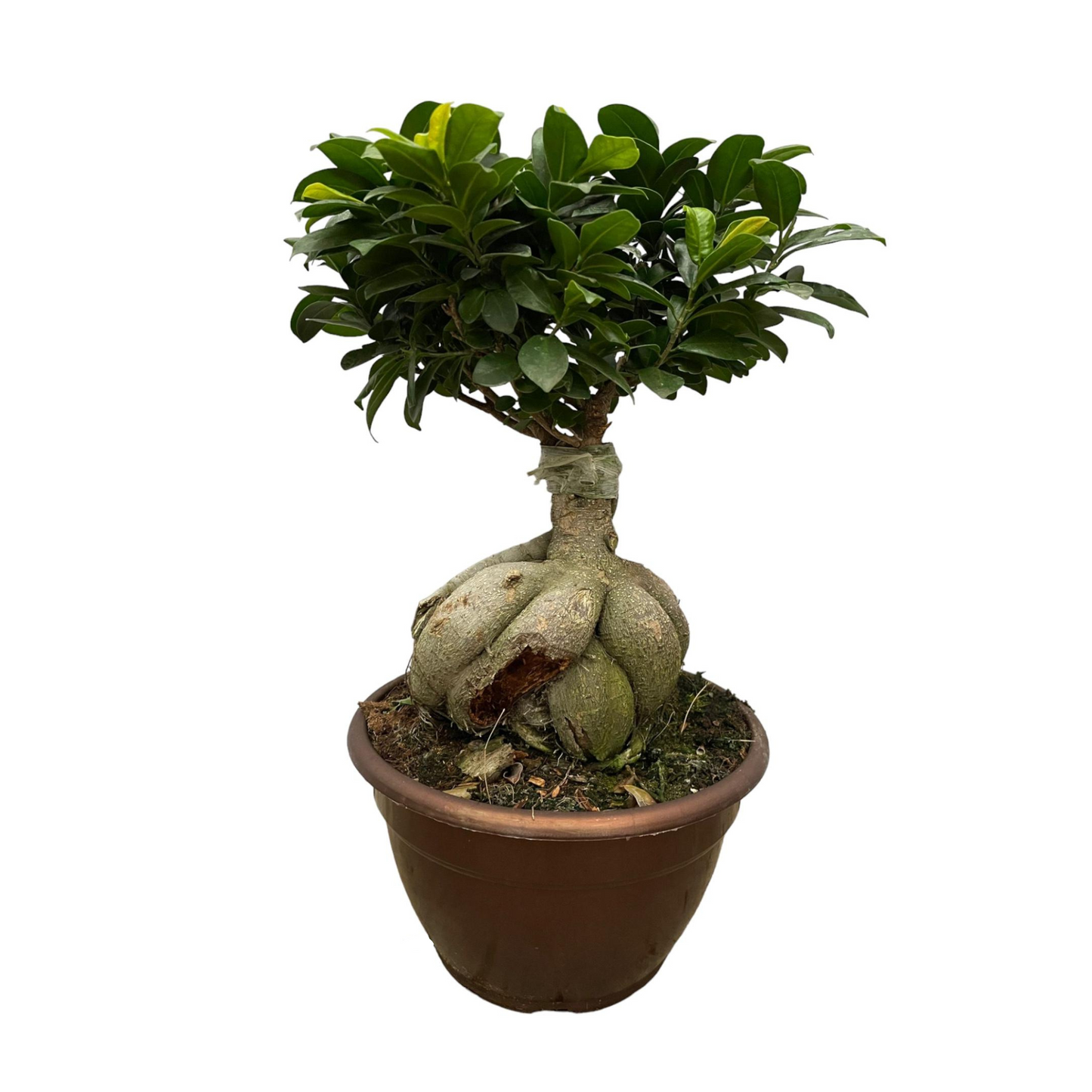 Ficus Microcarpa Ginseng - "Ginseng Feigenbaum" - ⭥50cm