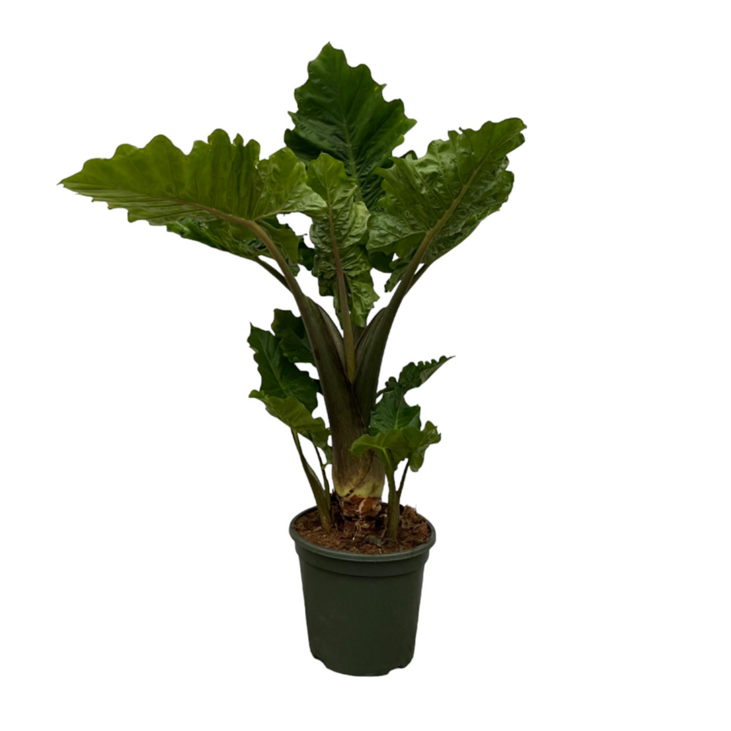 Alocasia Low Rider - ⭥75cm