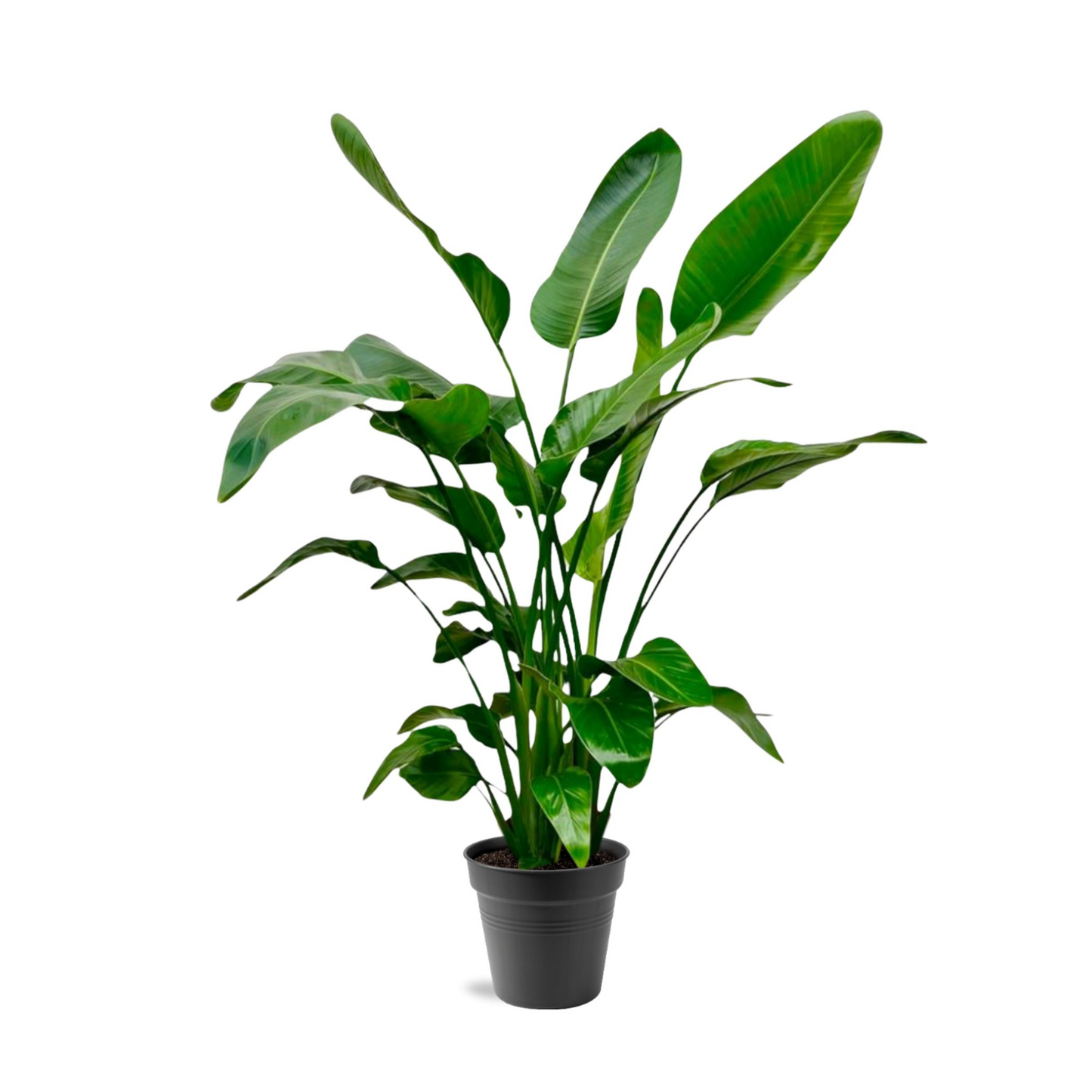 2x Strelitzia Nicolai - Paradiesvogelblume (⭥80cm + ⭥145cm)