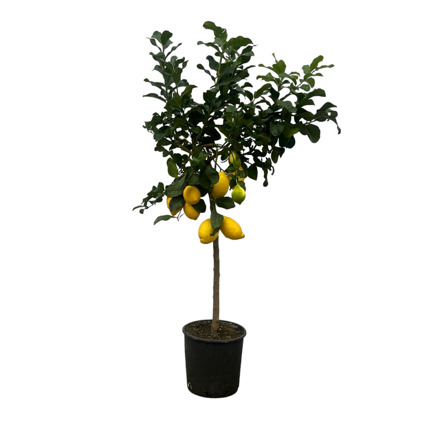 Citrus Calamondin - "Kalamondin-Zitrus" - ⭥150cm