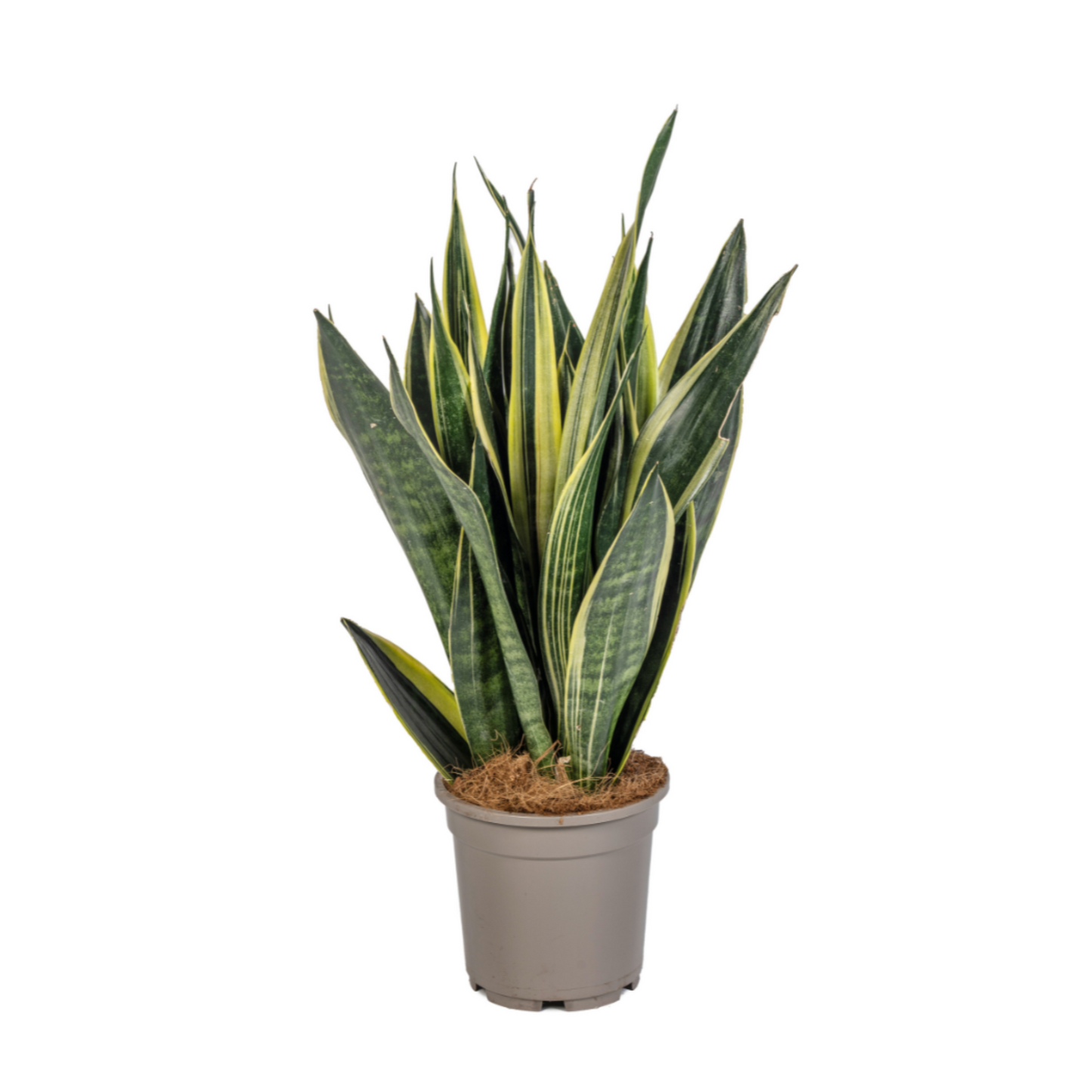 Sansevieria Trifasciata "Canary" - ⭥50cm