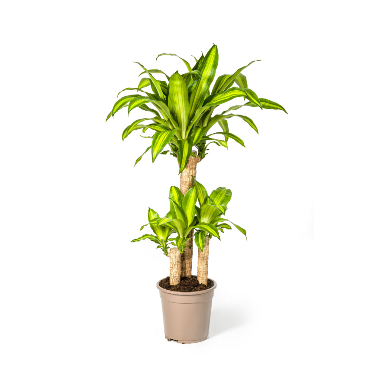Dracaena Fragrans "Massangeana" - ⭥100cm