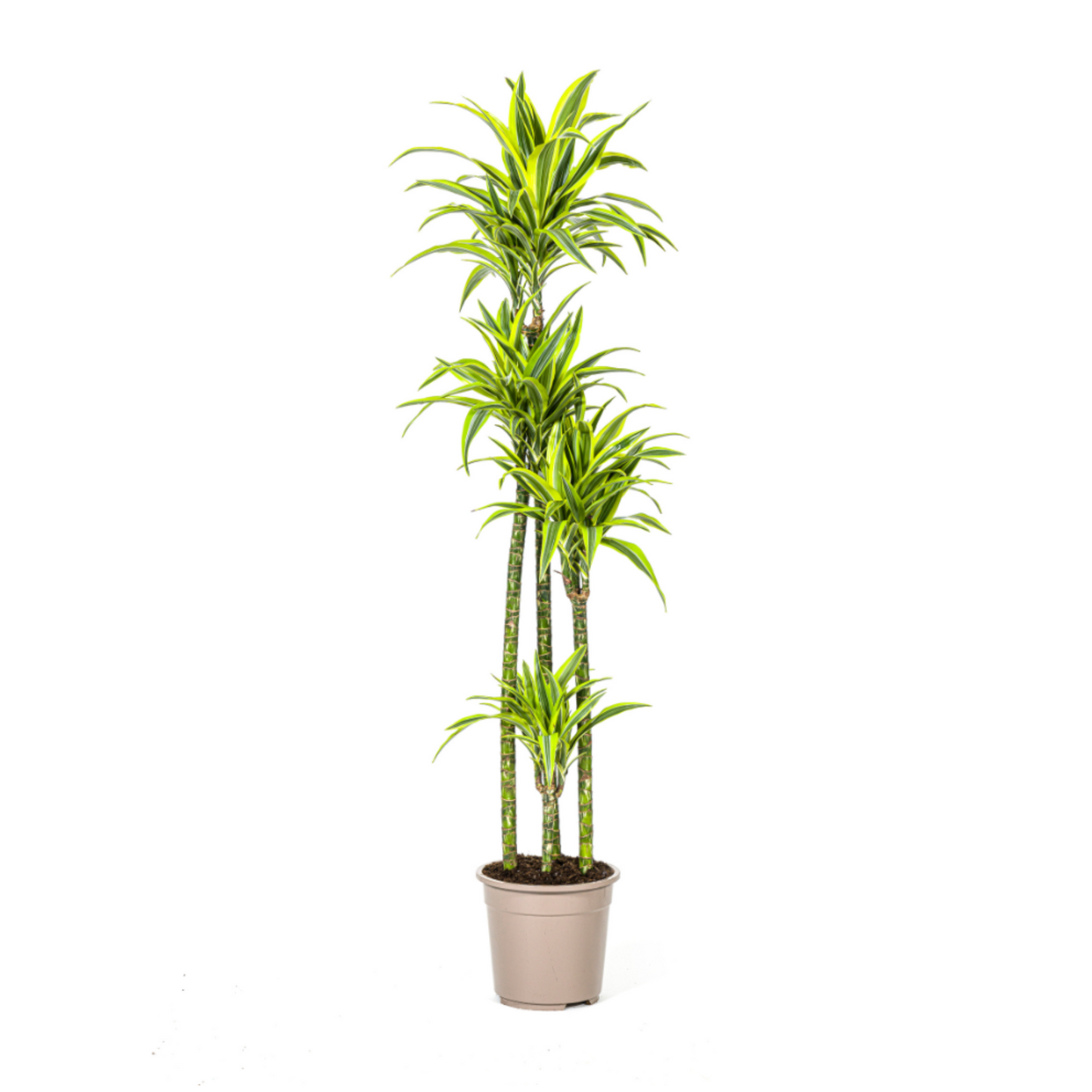 Dracaena Deremensis "Lemon Lime" - ⭥180cm