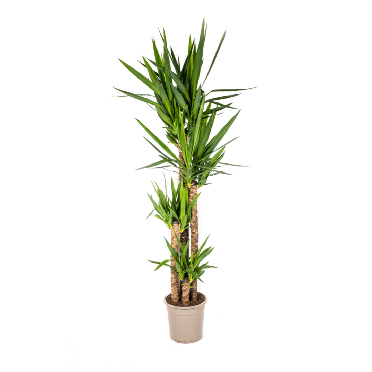 Yucca Elephantipes - "Palmlilie" - ⭥160cm