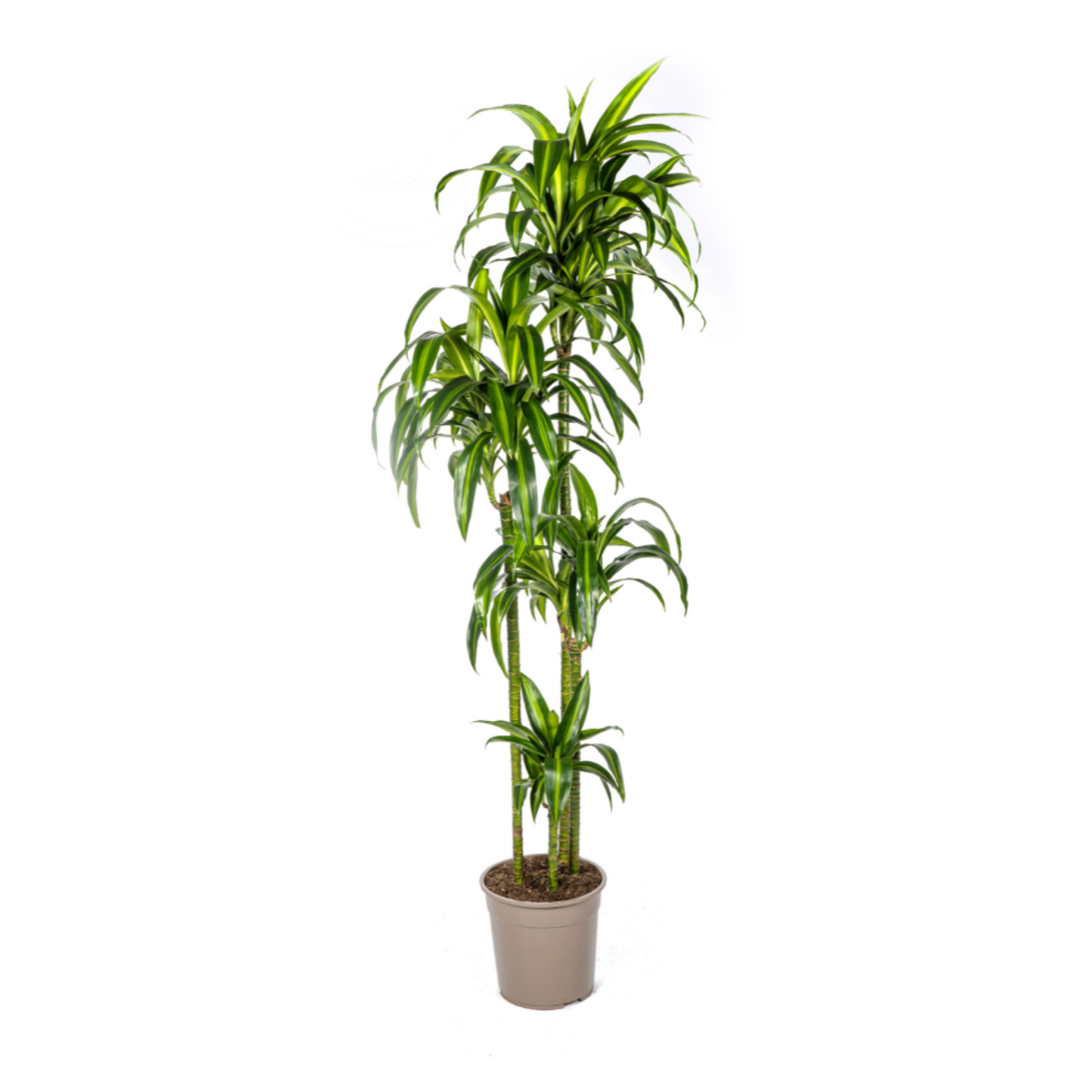 Dracaena Deremensis "Hawaiian Sunshine" - ⭥180cm