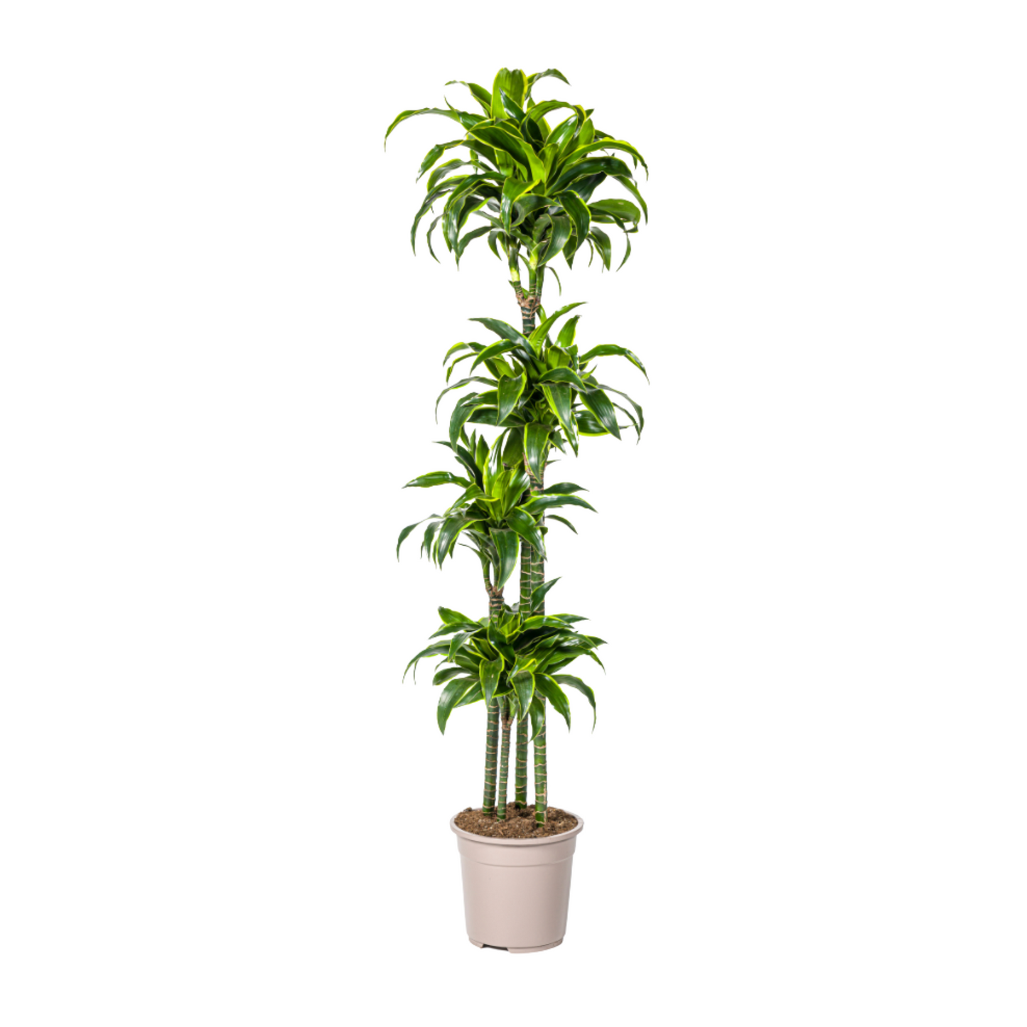 Dracaena Deremensis "Dorado" - ⭥180cm