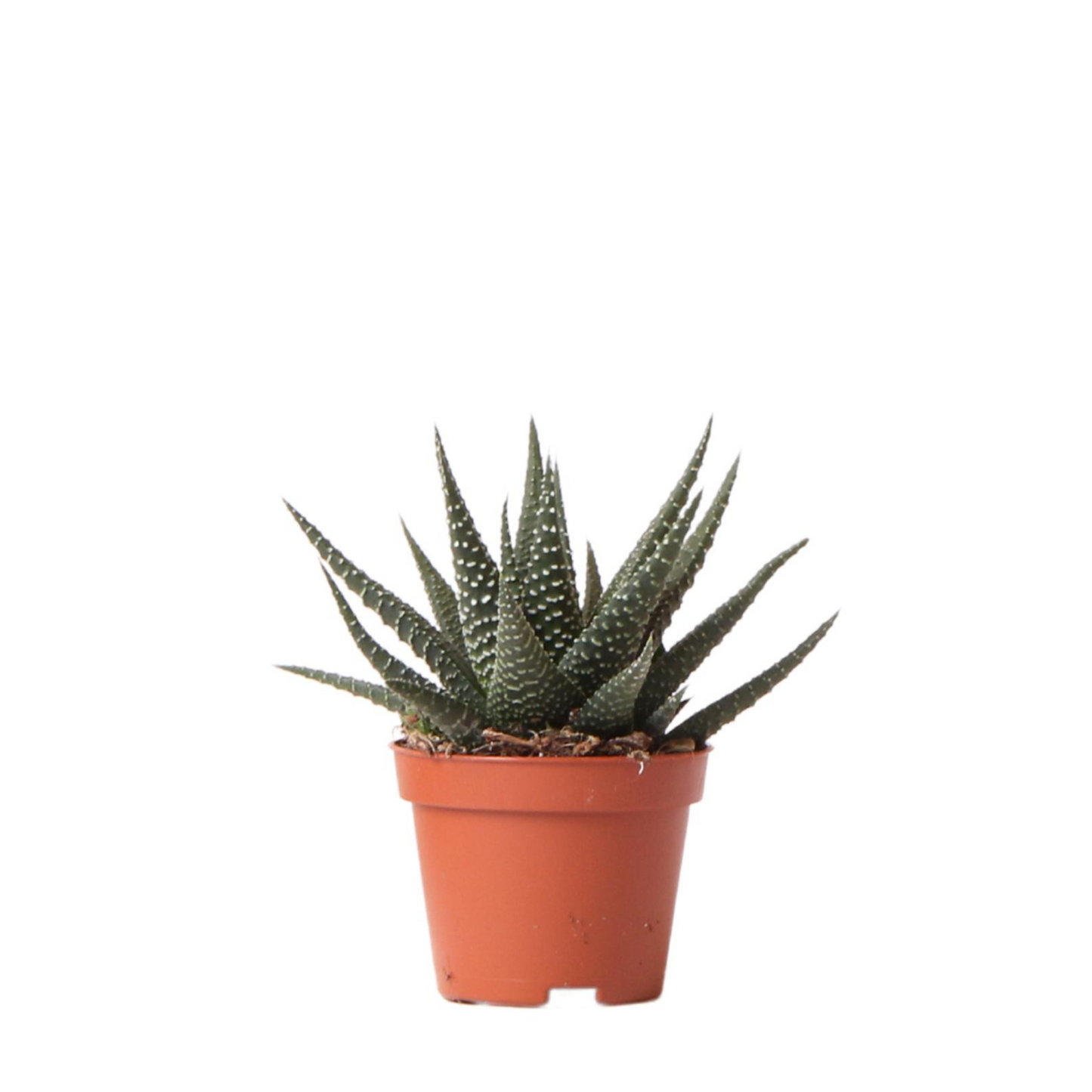 Sukkulente Haworthia "Royal Highnness" - ⭥11cm