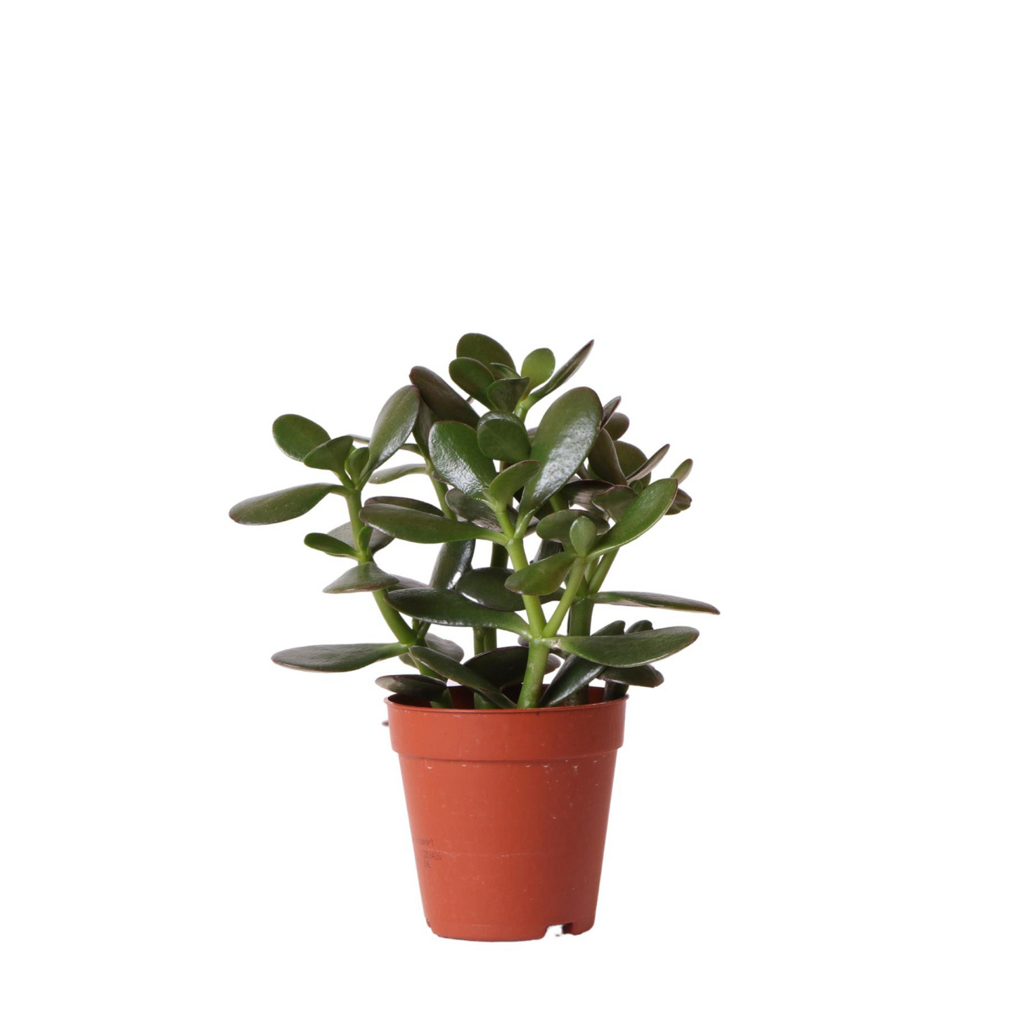Sukkulente Crassula Ovata - "Geldbaum" - ⭥19cm