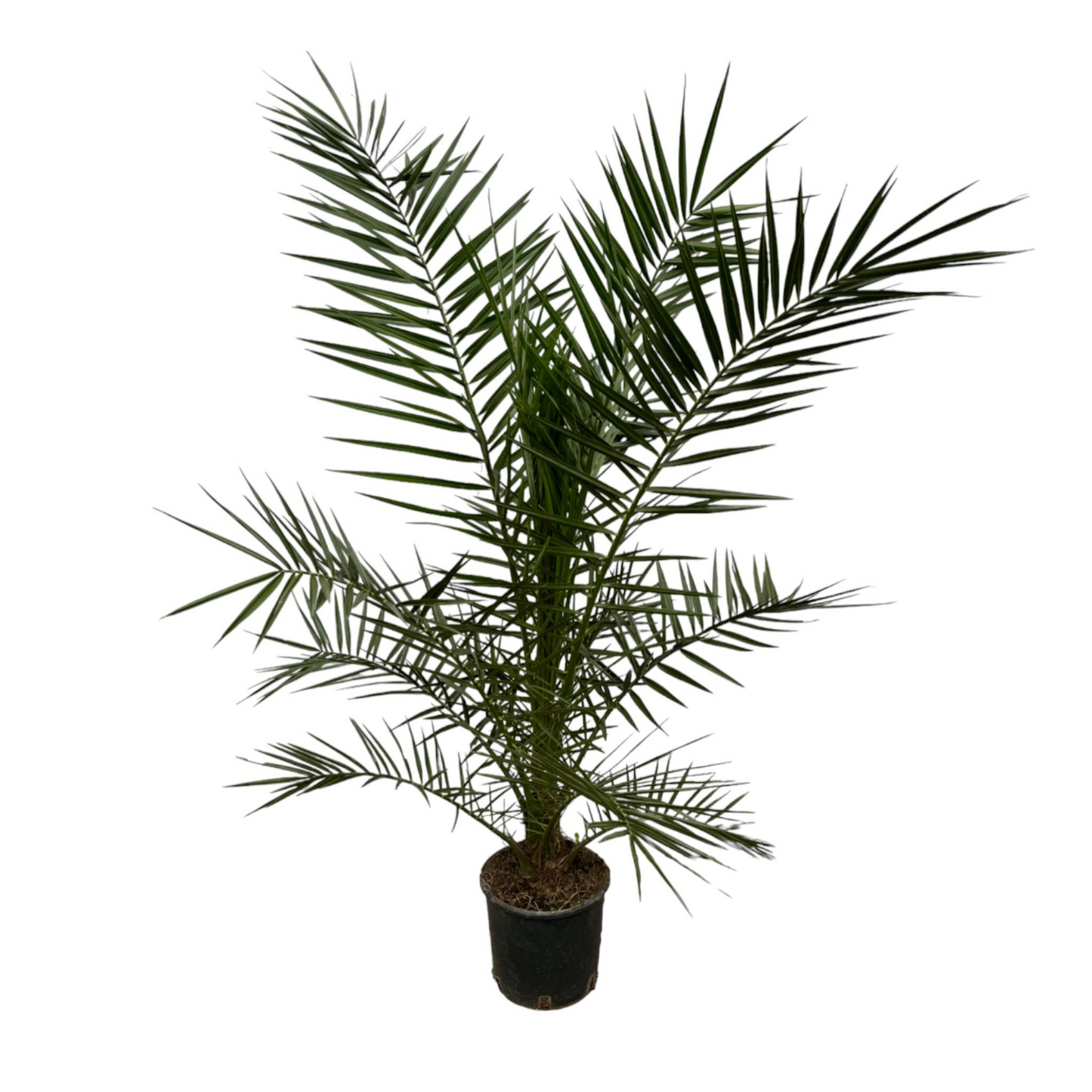 Phoenix Canariensis - "Kanarische Dattelpalme" - ⭥160cm