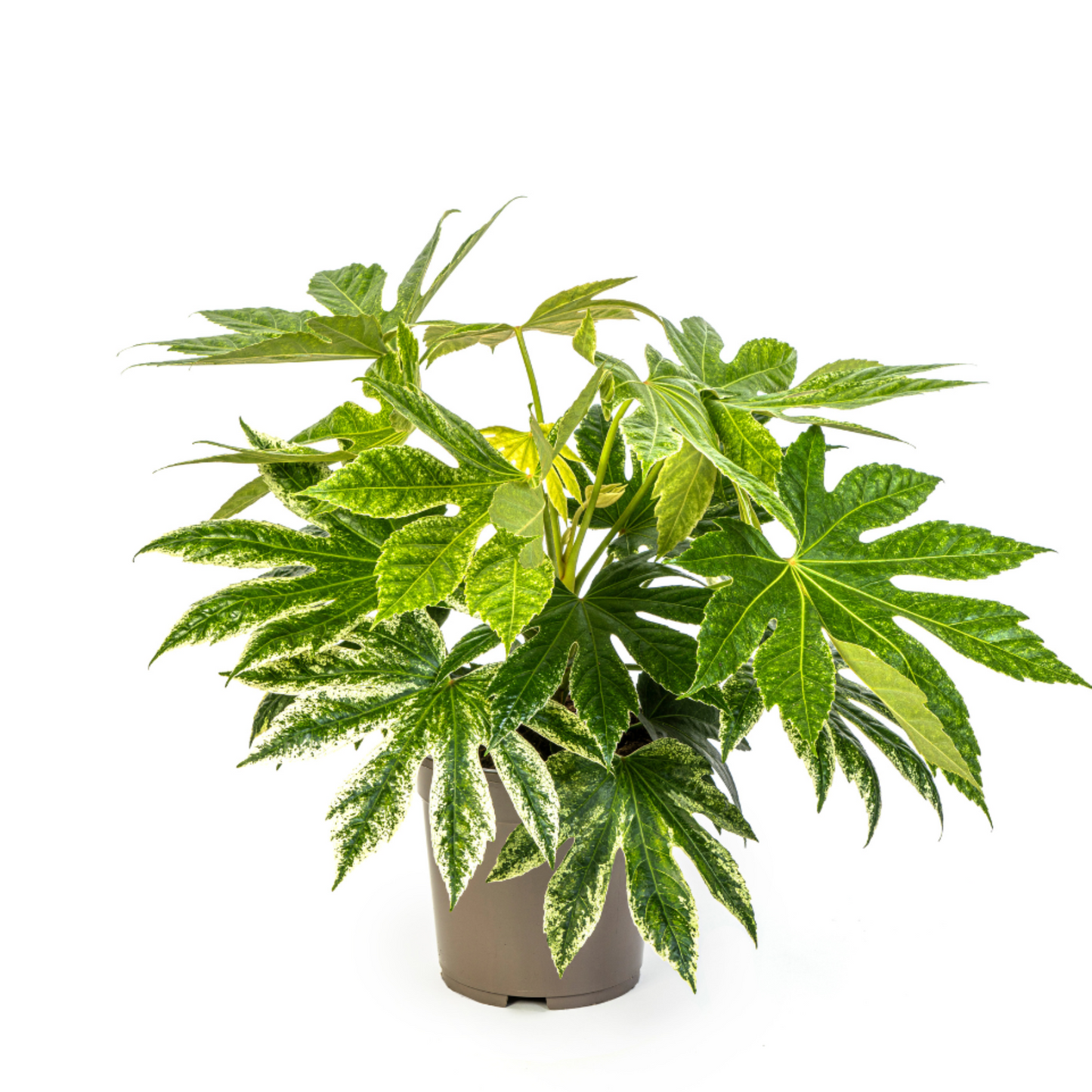 Fatsia Japonica Spider's Web - "Japanische Aralie" - ⭥45cm