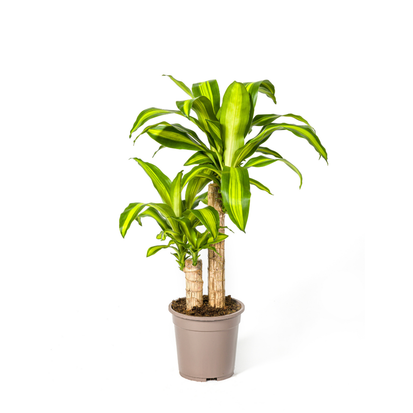 Dracaena Fragrans "Massangeana" - ⭥80cm