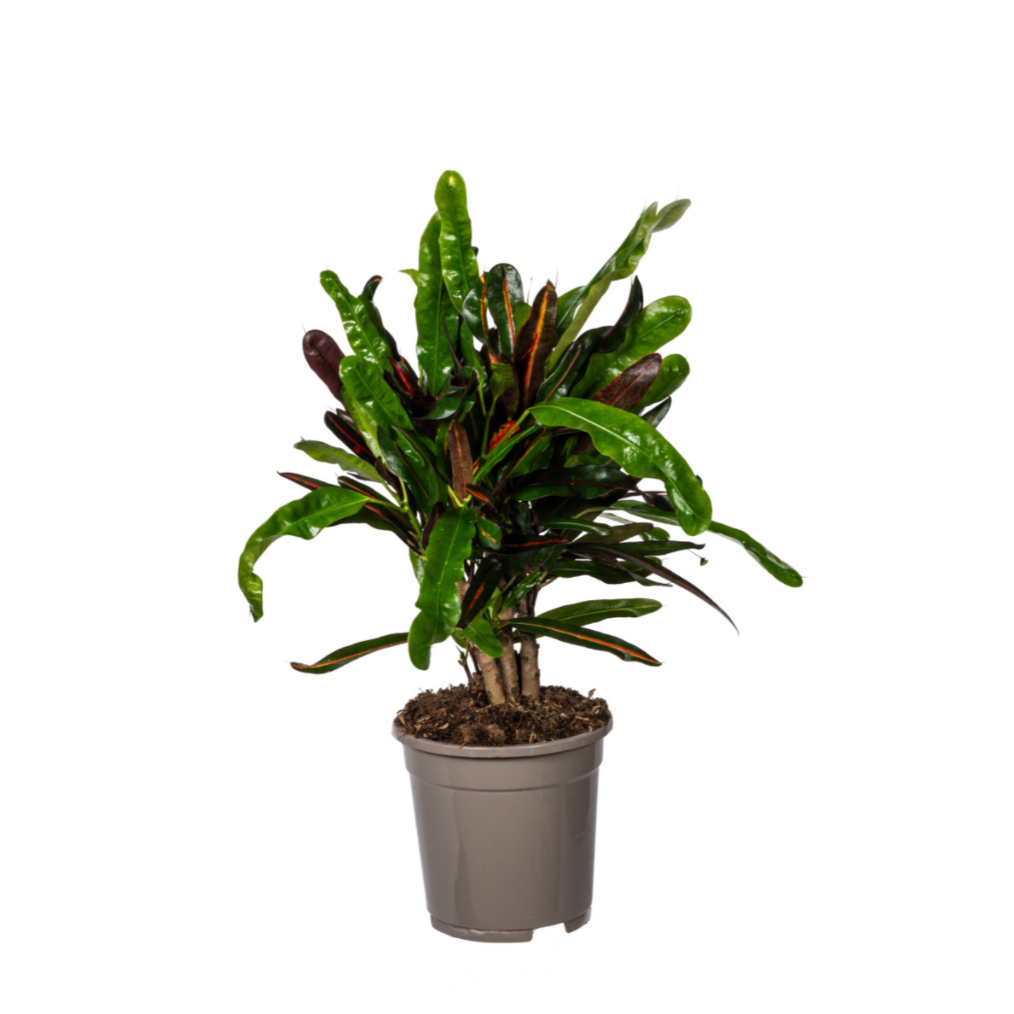 Croton Mamey - "Wunderstrauch" - ⭥50cm