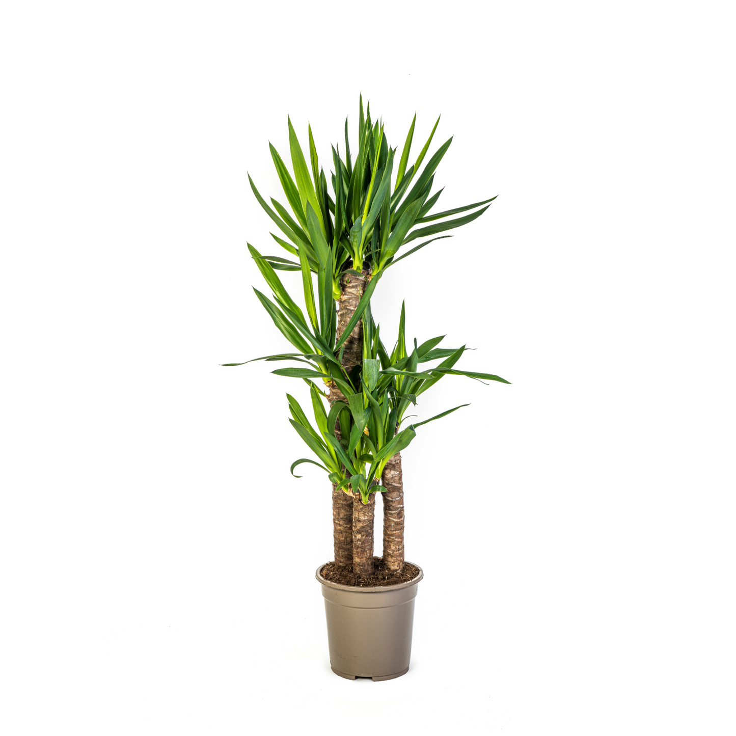 Yucca Elephantipes - "Palmlilie" - ⭥100cm