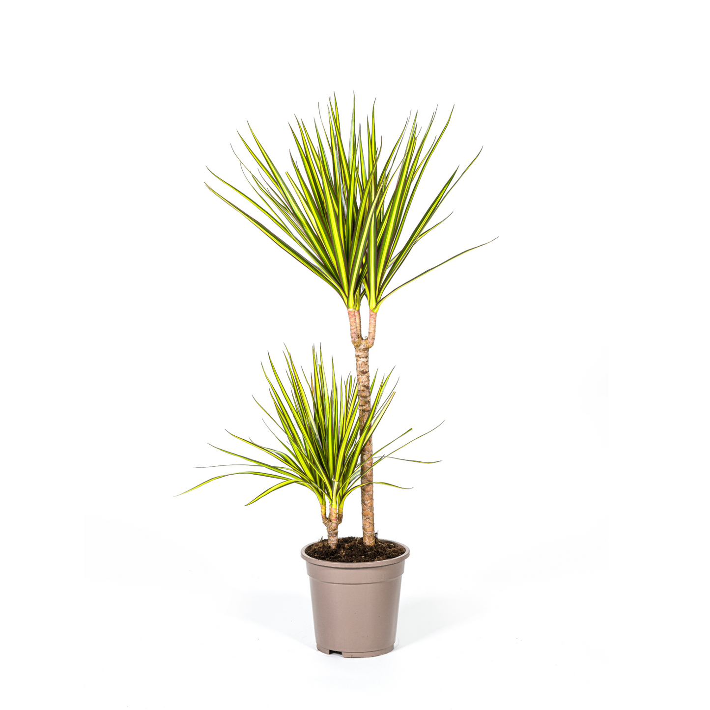Dracaena Marginata "Sunray" - ⭥90cm