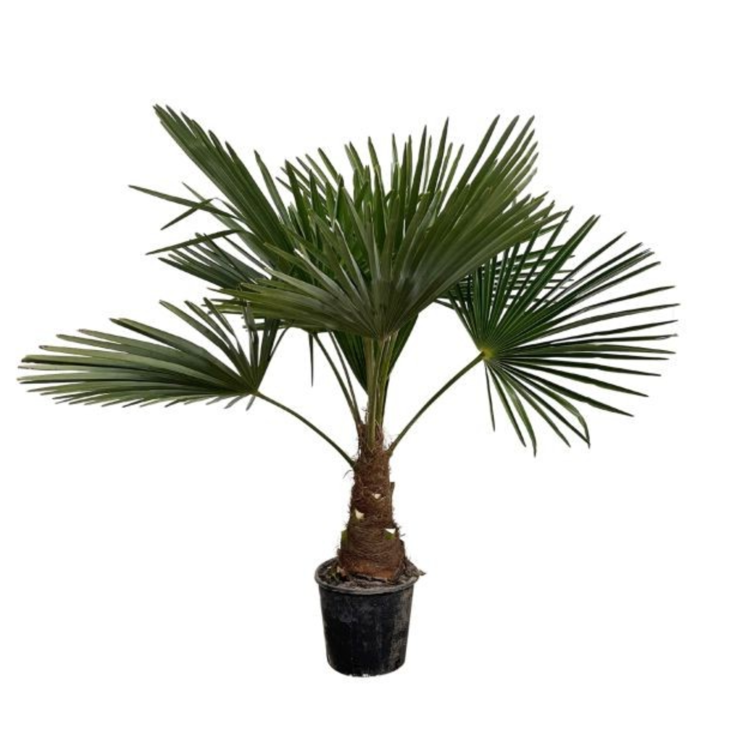 Trachycarpus Fortunei - "Chinesische Hanfpalme" - ⭥140cm