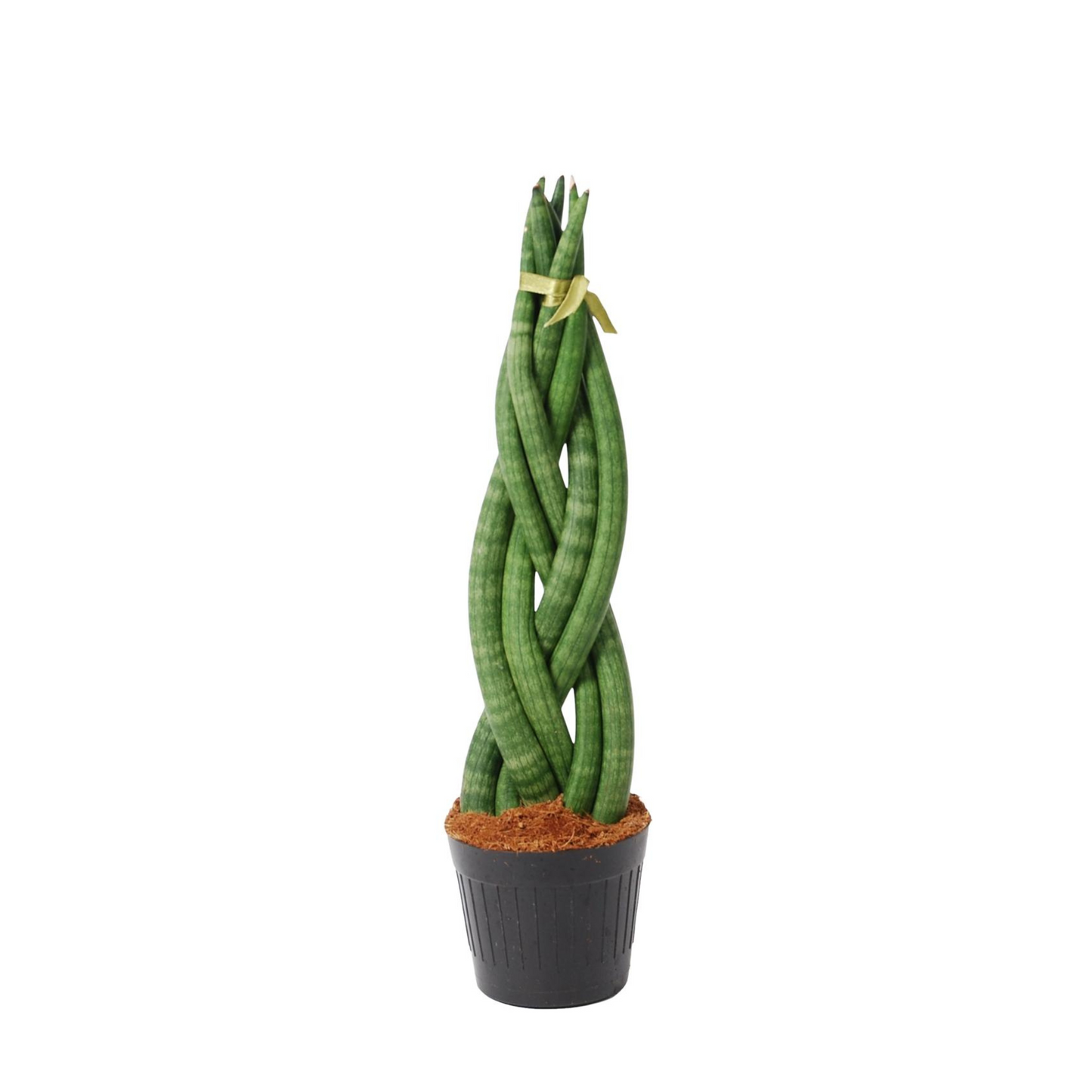 Sansevieria Cylindrica Twist - ⭥40cm - mit Pflanztopf ELHO Vibes in Rosa