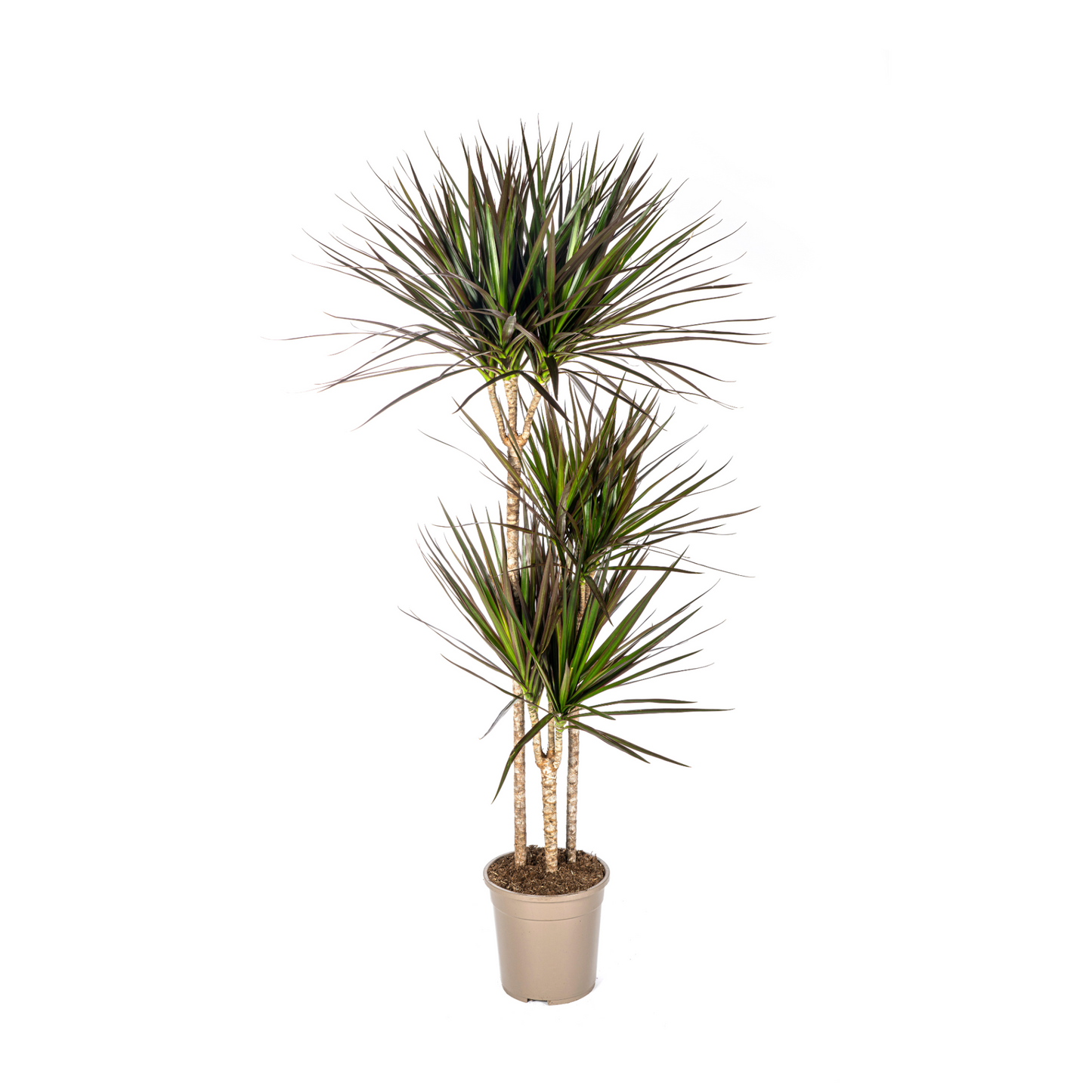 Dracaena Marginata "Magenta" - ⭥140cm