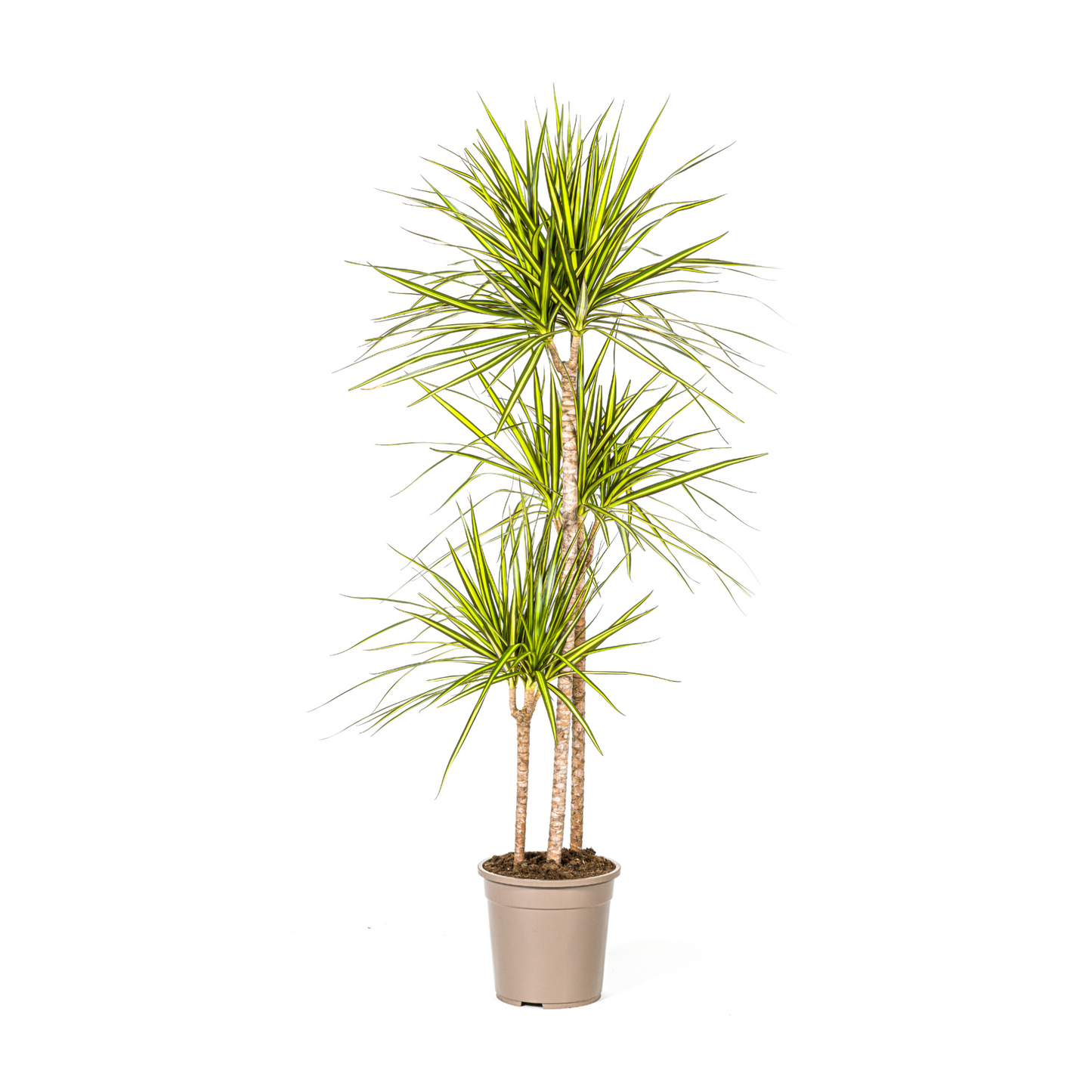 Dracaena Marginata "Sunray" - ⭥140cm