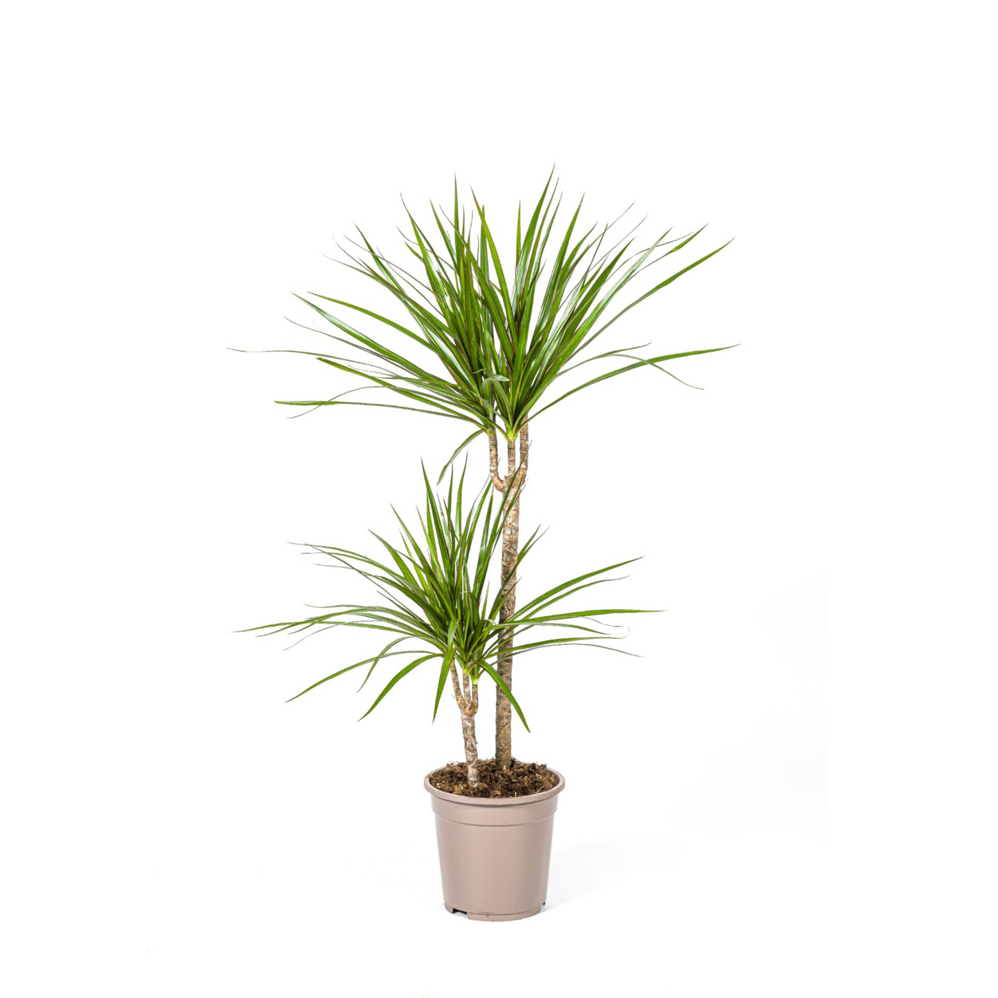 Dracaena Marginata "Green" - ⭥80cm