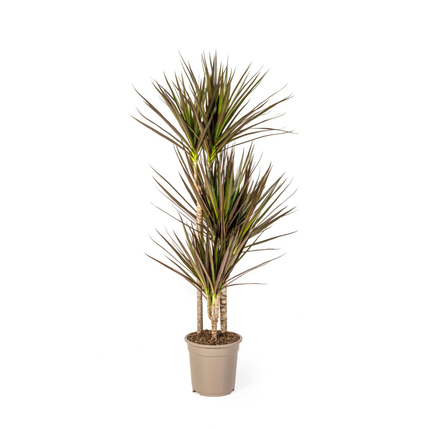 Dracaena Marginata "Magenta" - ⭥120cm