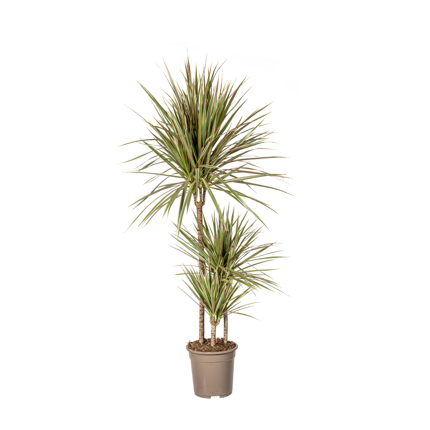 Dracaena Marginata "Bicolor" - ⭥120cm