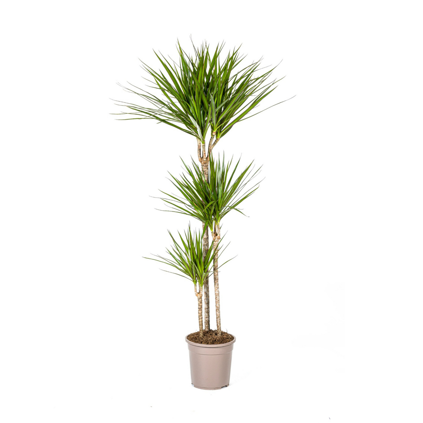 Dracaena Marginata "Green" - ⭥140cm