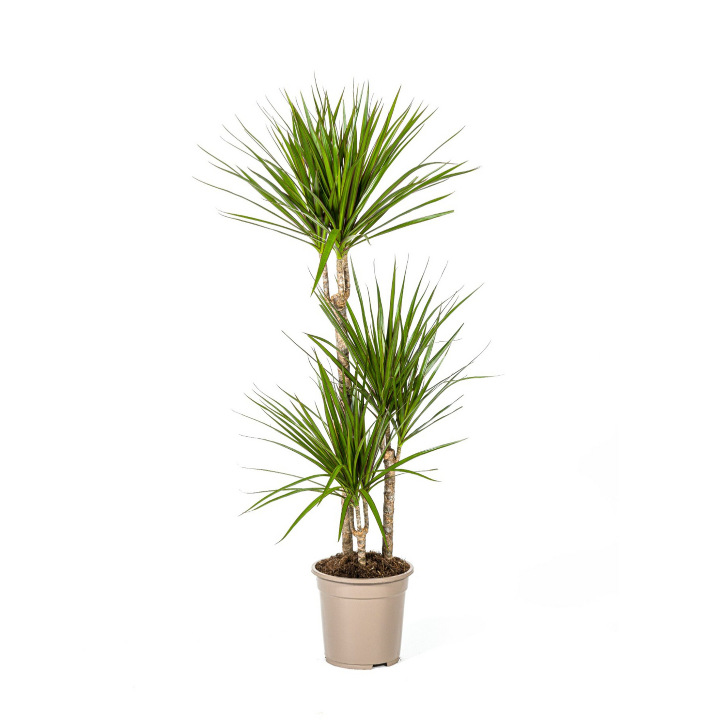 Dracaena Marginata "Green" - ⭥120cm