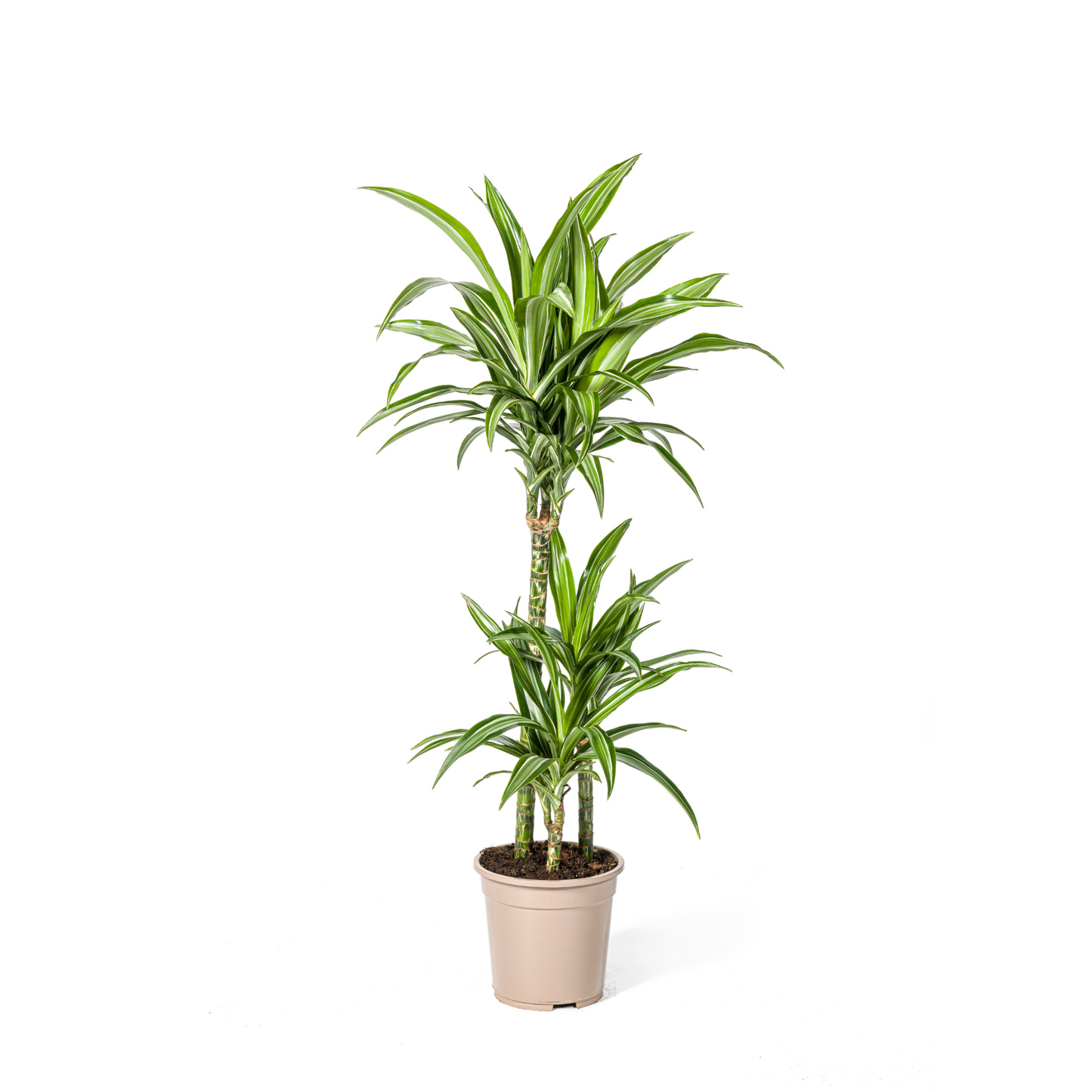 Dracaena Deremensis "White Stripe" - ⭥100cm