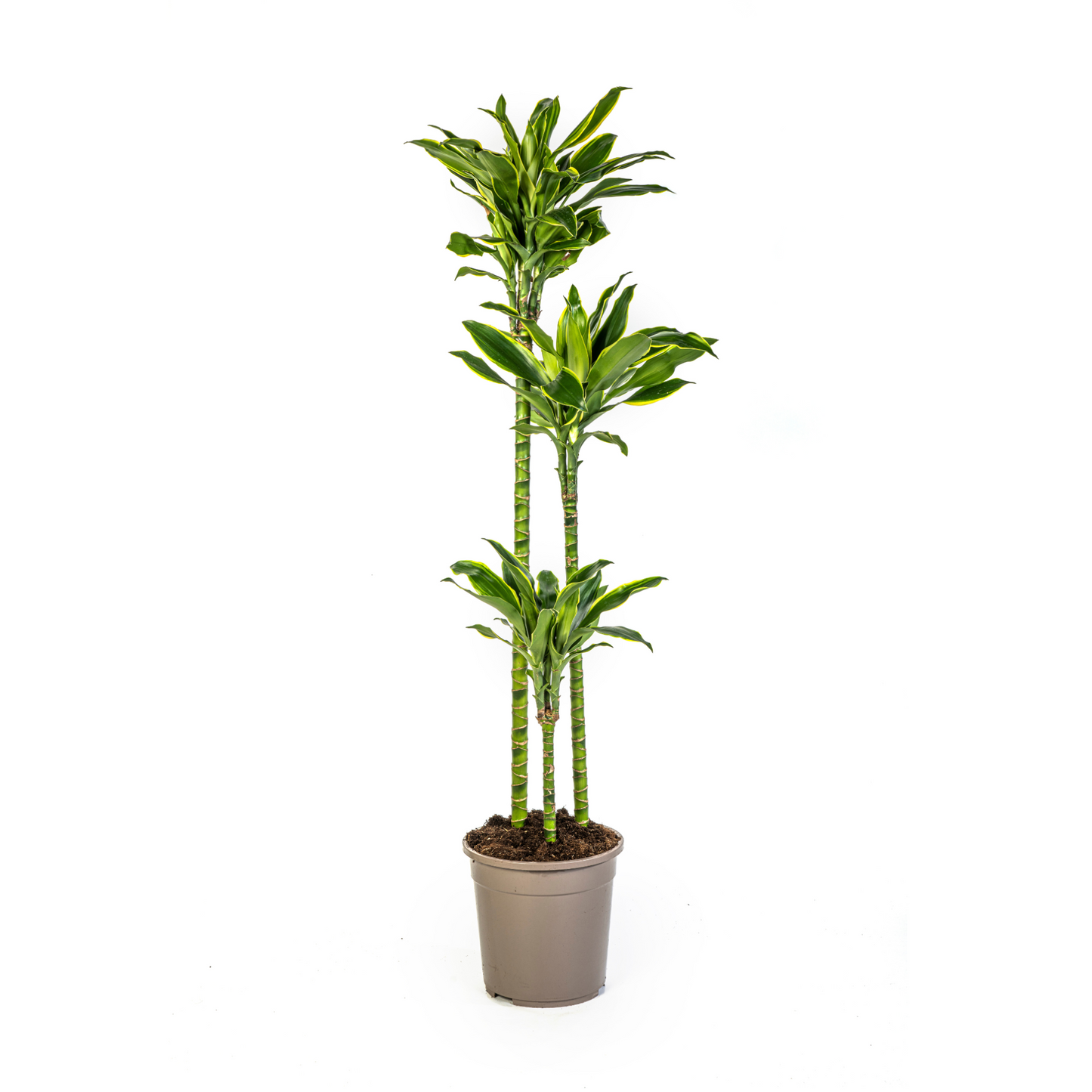 Dracaena Fragrans "Golden Coast" - ⭥140cm