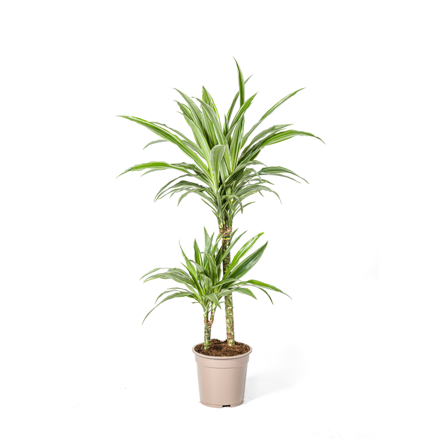 Drachenbaum Trio (⭥80cm) - Pflegeleicht