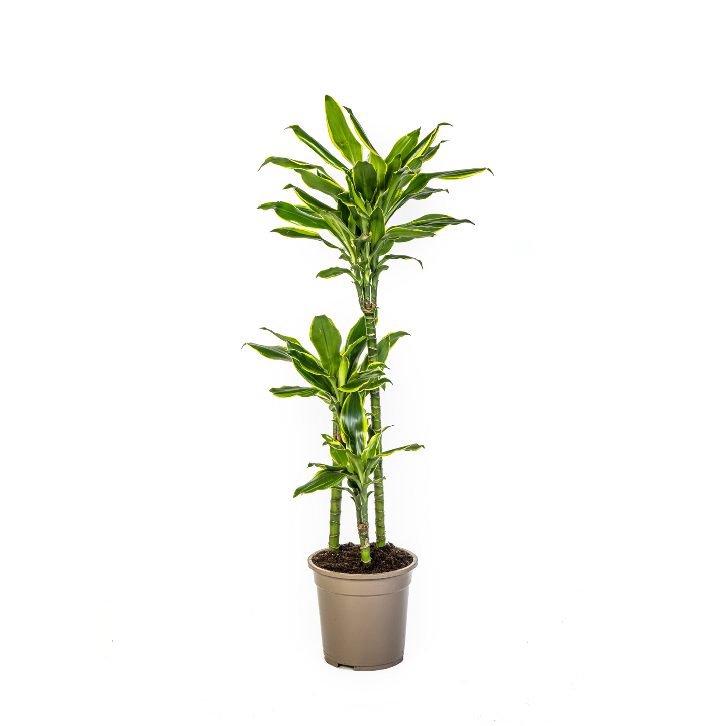 Dracaena Fragrans "Golden Coast" - ⭥100cm