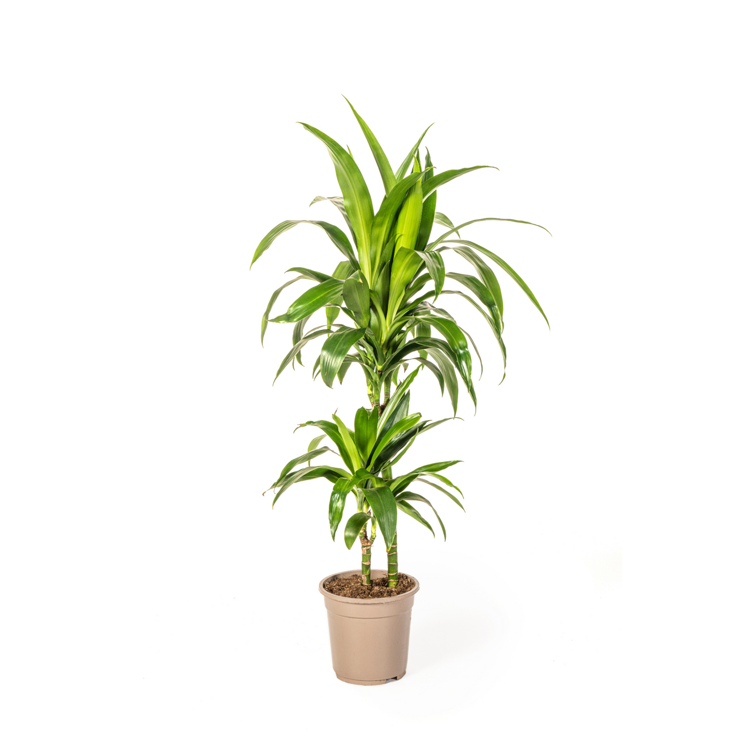 Dracaena Deremensis "Lisa" - ⭥80cm