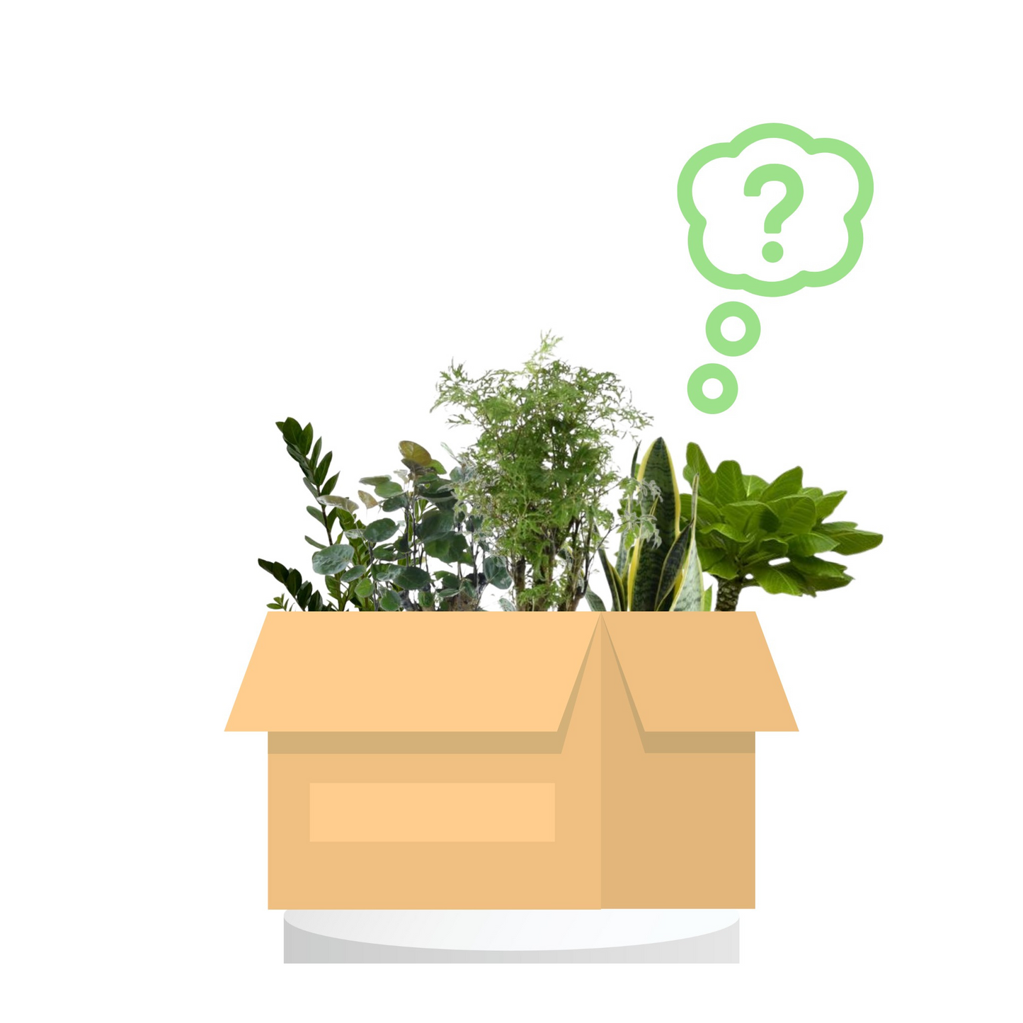 Überraschungsbox - 6 heranwachsende Zimmerpflanzen