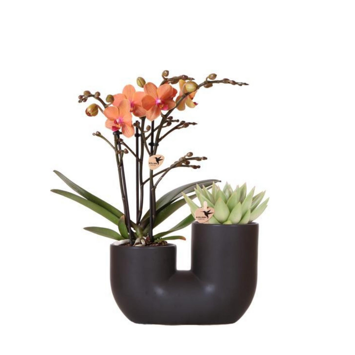 Sukkulente (⭥15cm) & Orchidee (⭥35cm) mit schwarzem Duo Keramik Ziertopf