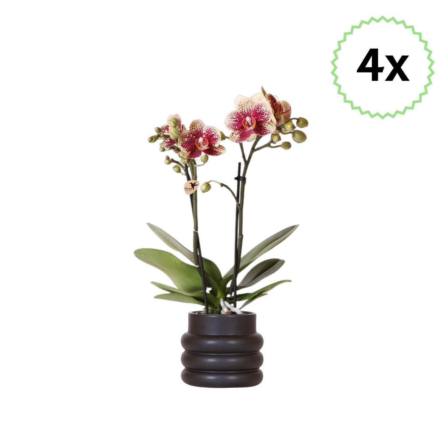 4x - Gelb/Rote Schmetterlingsorchidee "Spanien"