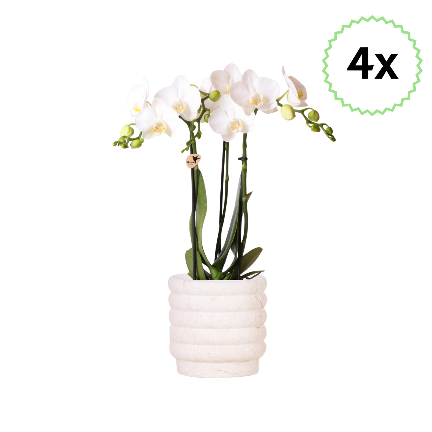 4x Weiße Schmetterlingsorchidee "Amabilis" - ⭥35cm