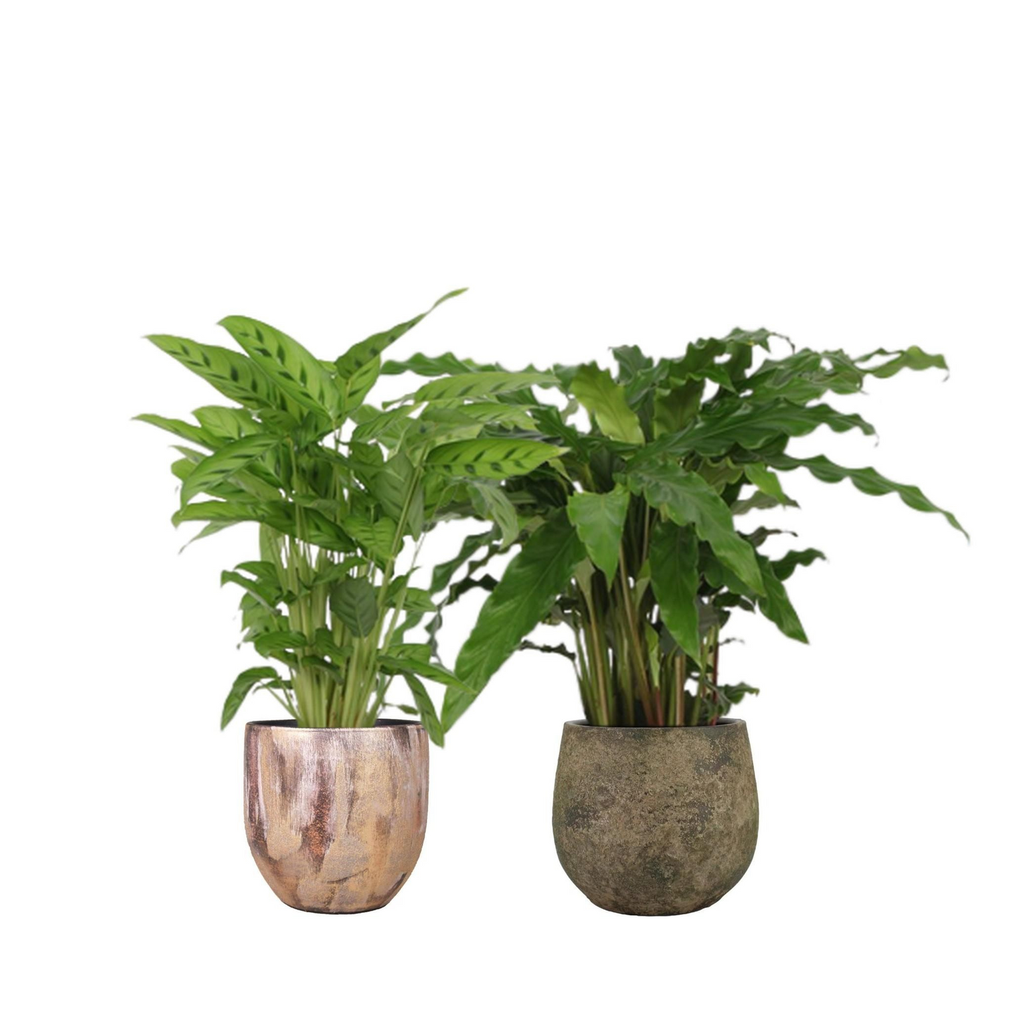 Pflanzenset Calathea Blattduo 1 - Tierfreundlich