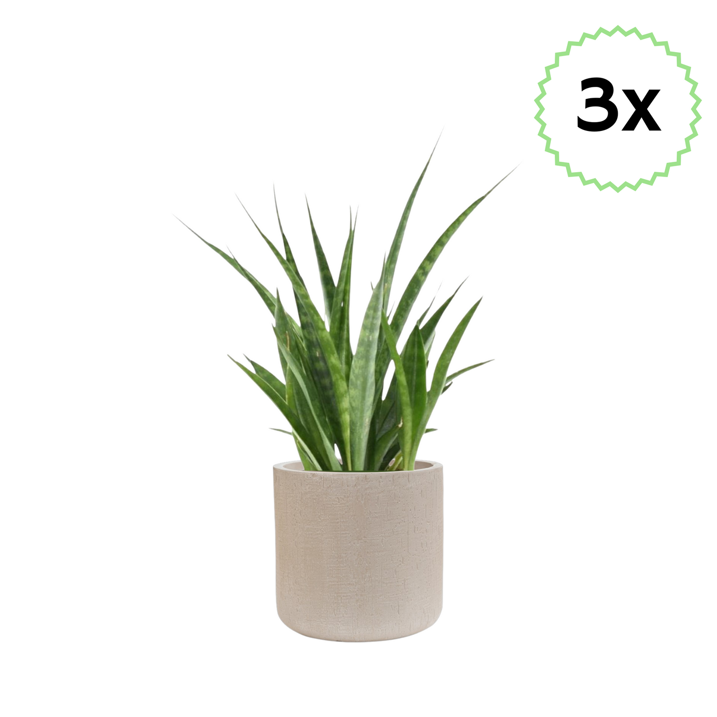 3x Sansevieria Kirkii