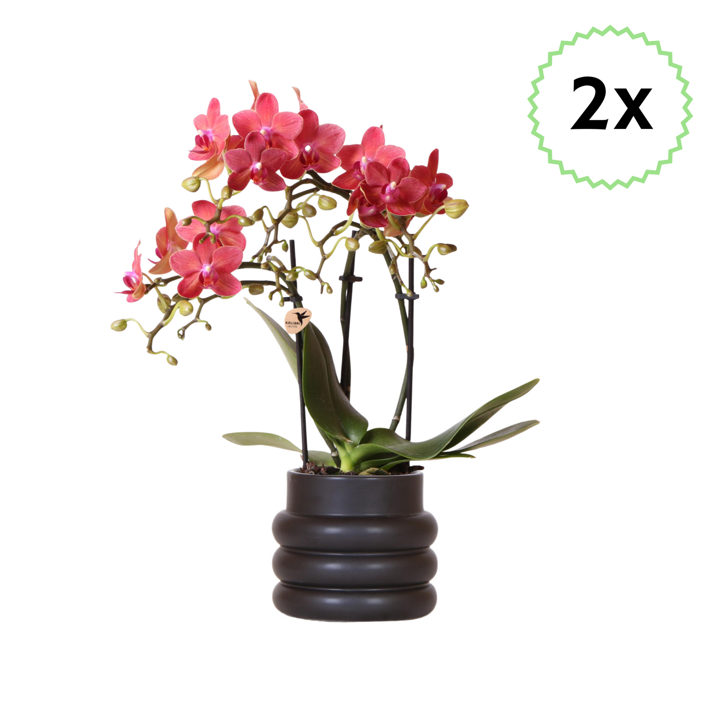 2x Rote Schmetterlingsorchidee "Kongo"