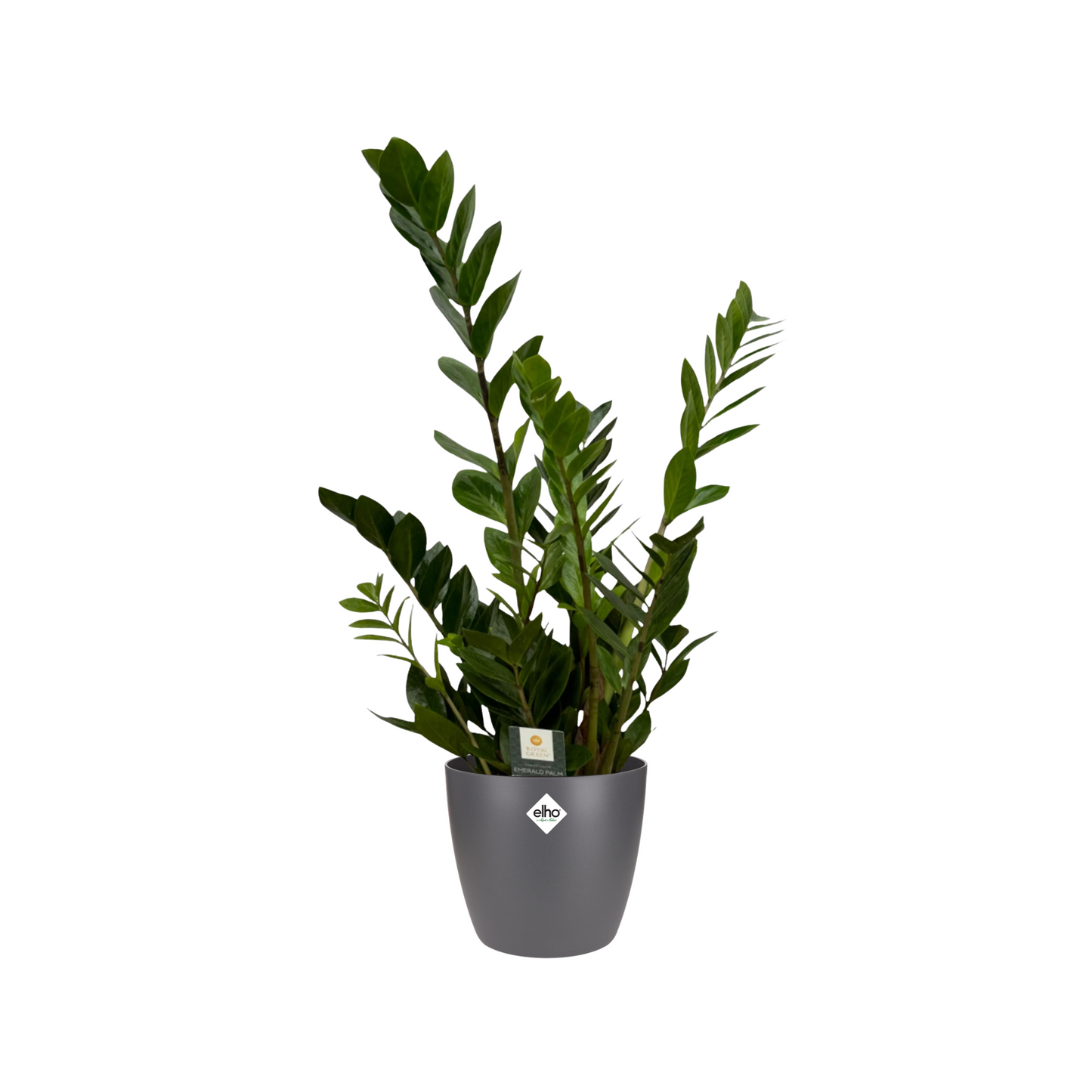 Zamioculcas Zamiifolia - ⭥75cm - mit Pflanztopf ELHO Brussels in Anthrazit