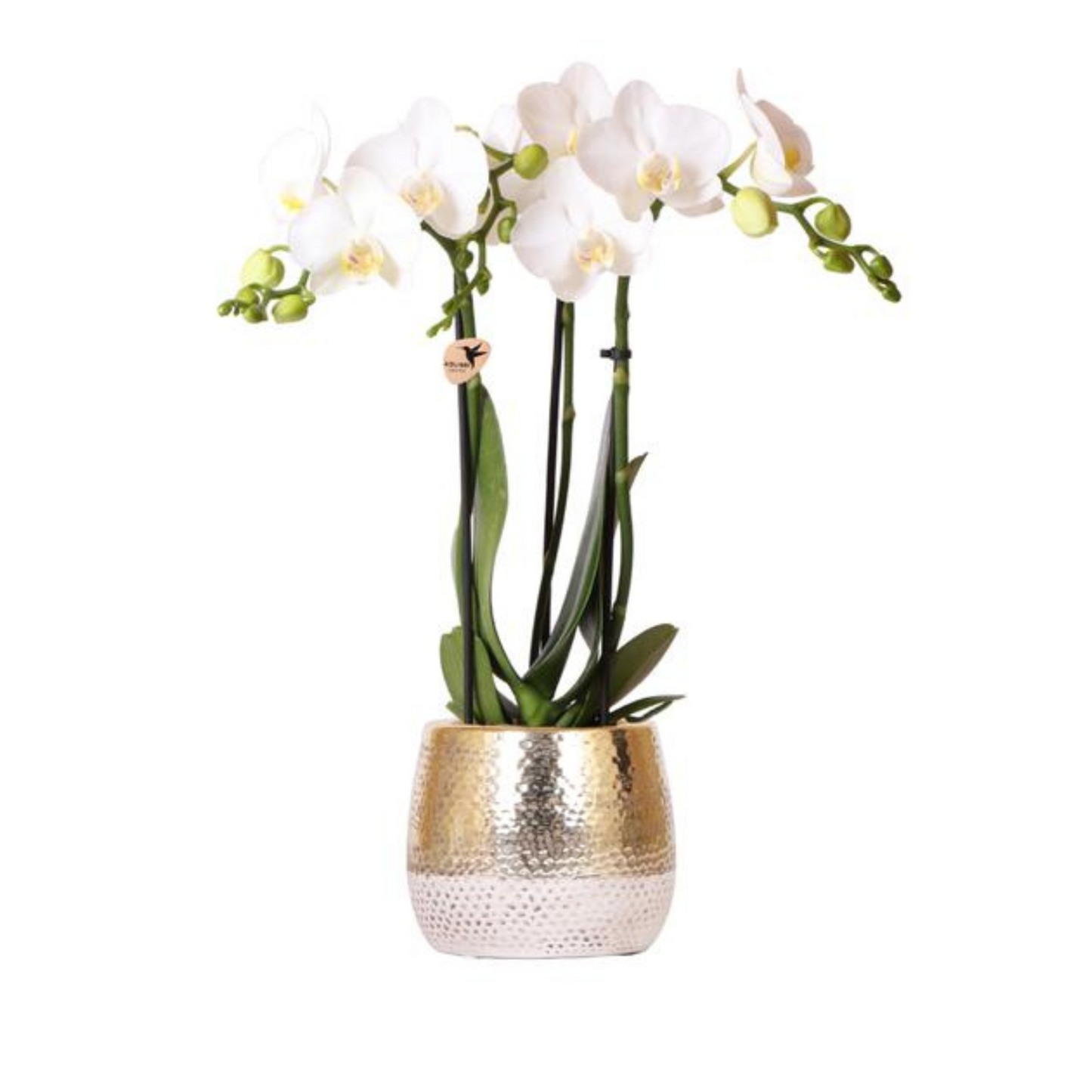 Schmetterlingsorchidee "Amabilis" - ⭥35cm - mit Ziertopf Elite in Gold
