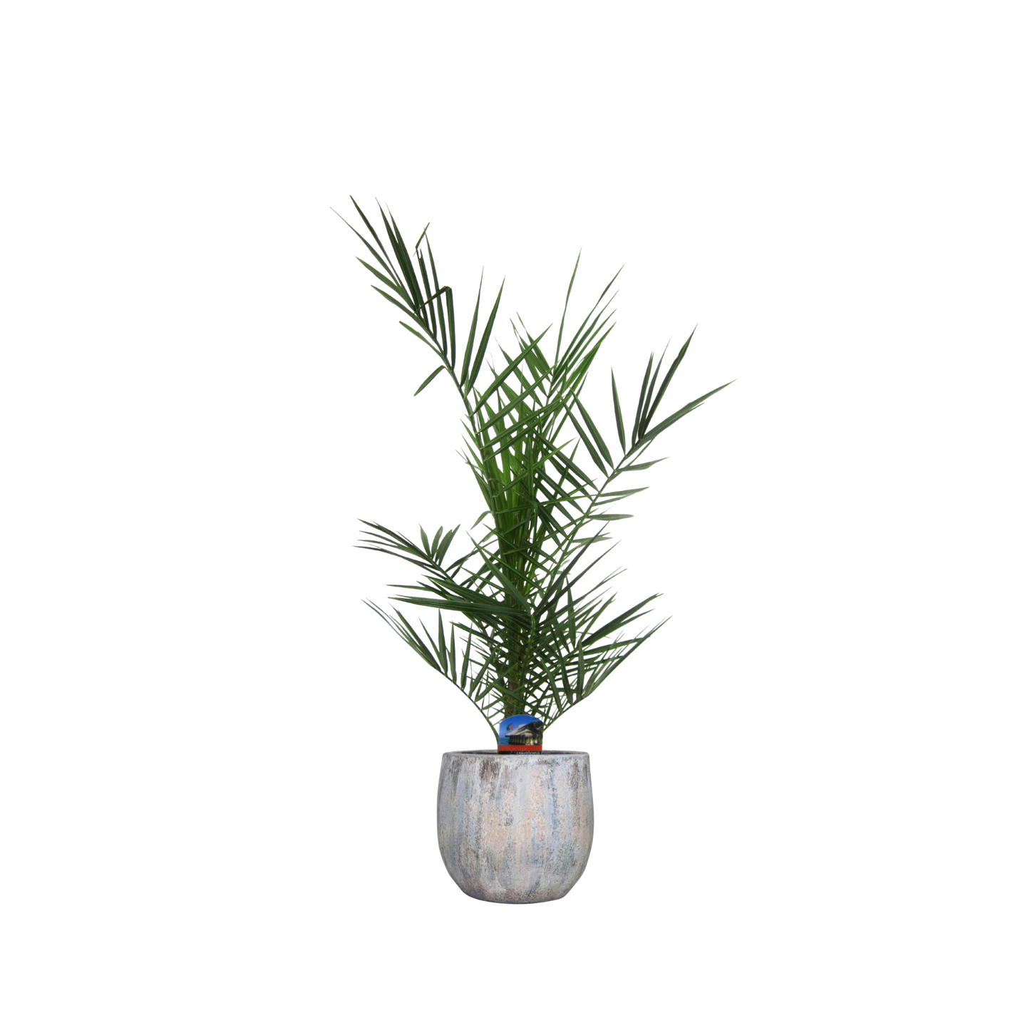Phoenix Canariensis - "Kanarische Dattelpalme" - ⭥80cm