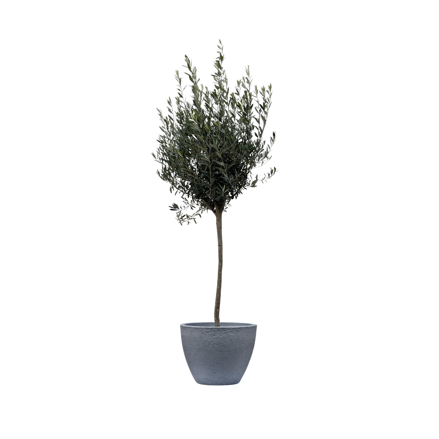 Olea Europaea - "Olivenbaum" - ⭥180cm