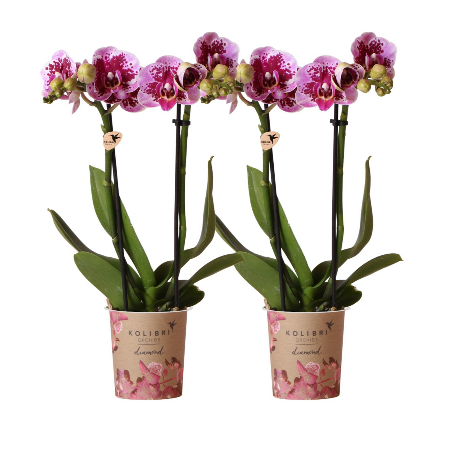 2x Rosa/Lila Orchidee "El Salvador" - ⭥35cm