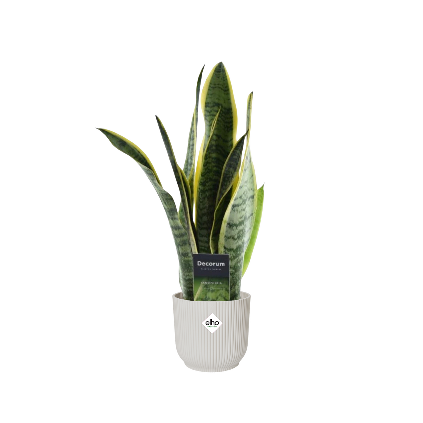 Sansevieria Laurentii - ⭥45cm - mit Pflanztopf ELHO Vibes in Weiß