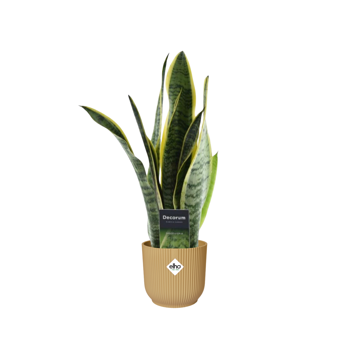 Sansevieria Laurentii - ⭥45cm - mit Pflanztopf ELHO Vibes in Gelb