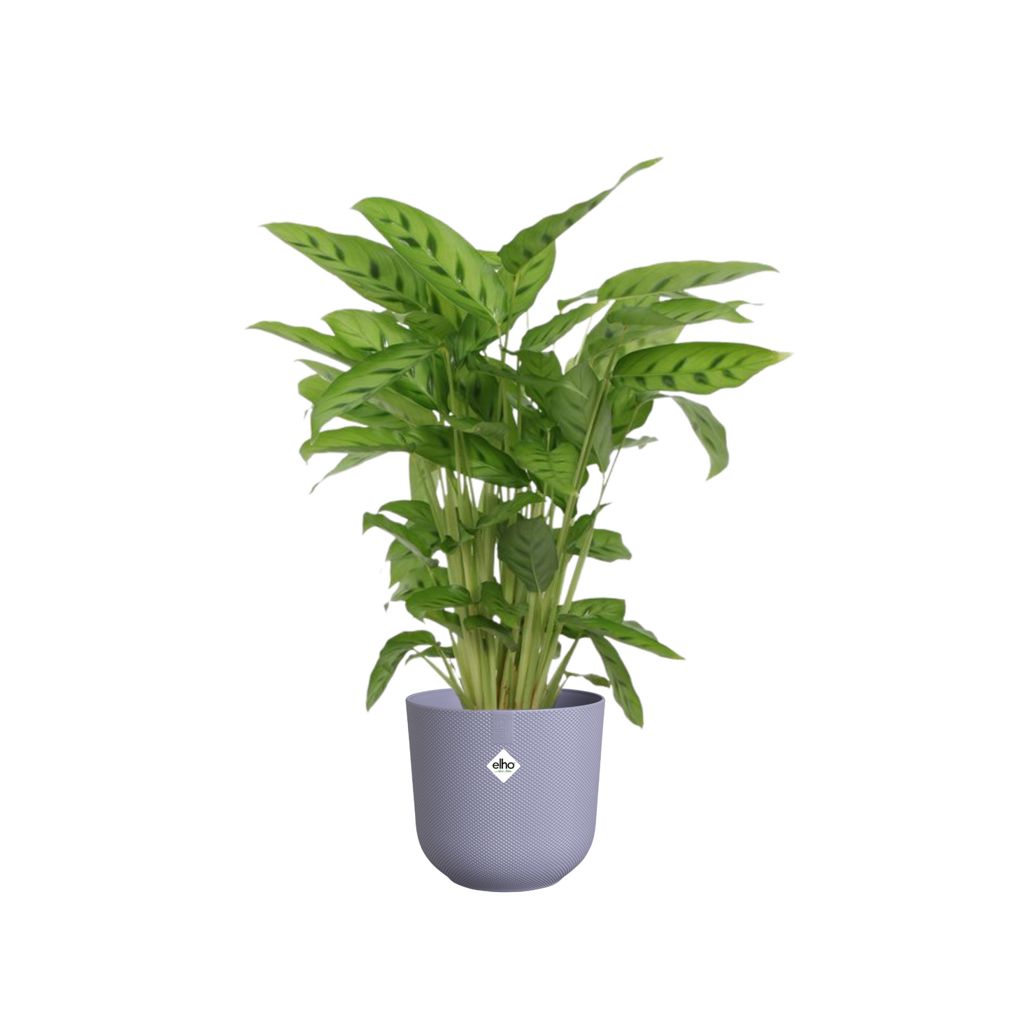 Calathea Leopardina - ⭥40cm - mit Pflanztopf ELHO Jazz in Lila