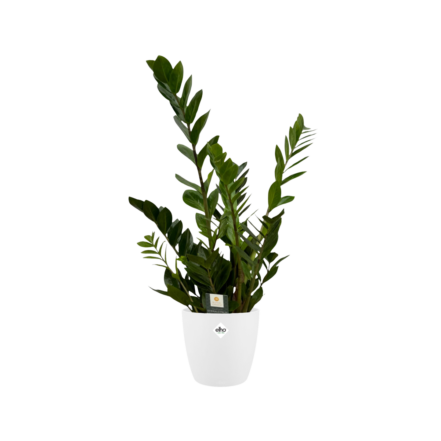 Zamioculcas Zamiifolia - ⭥75cm - mit Pflanztopf ELHO Brussels in Weiß