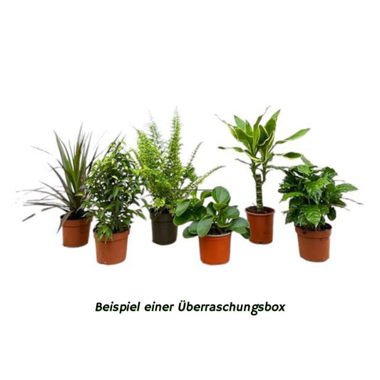 Überraschungsbox - 6 heranwachsende Zimmerpflanzen (⭥20-40cm)